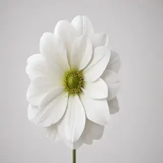 white flower transparent background