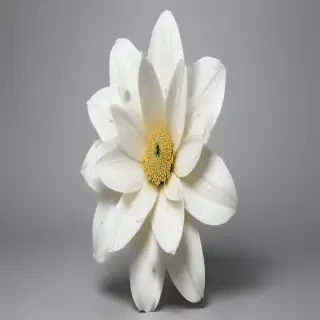 white flower png