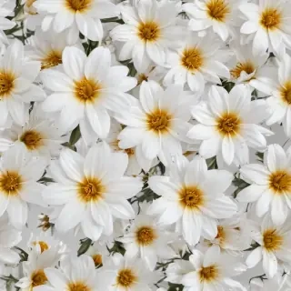 flowers with white background