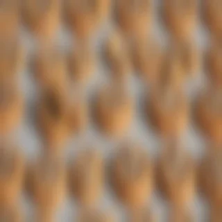chocolate chip cookie png
