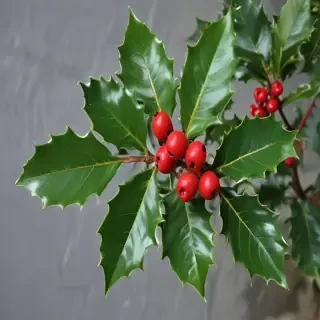holly picture