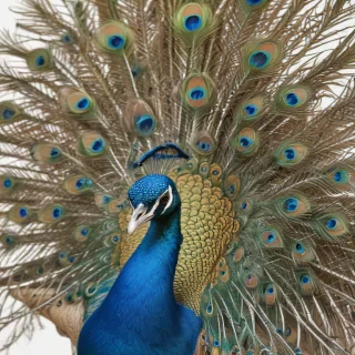 peacock png