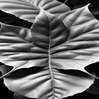 leaf picture black and white