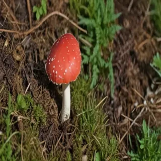 red mushroom