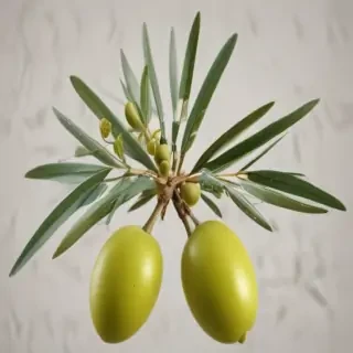 olive branch png