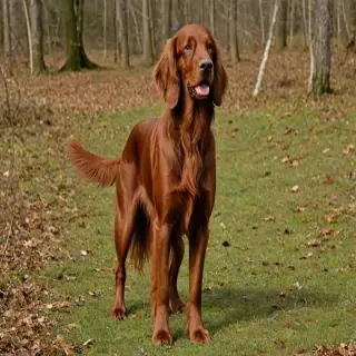 irish setter dog breed