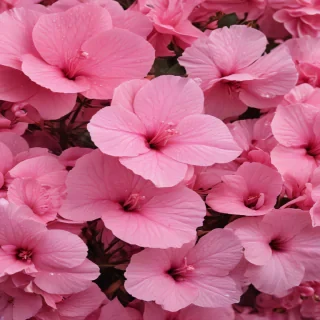 pink wallpapers