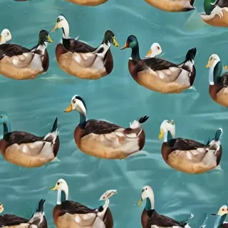 duck background