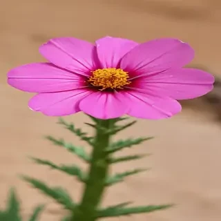 desert flower