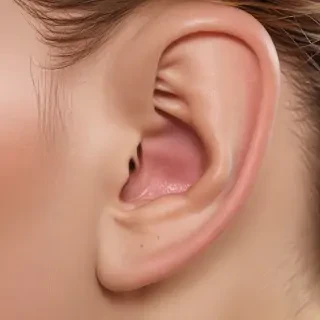 ear png