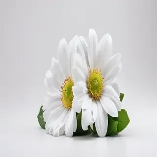 white background flower