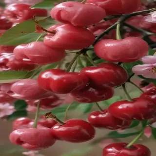 cherry aesthetic wallpaper