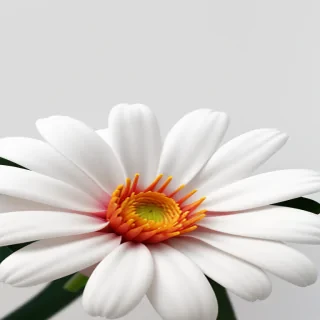 flower with white background