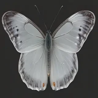 white butterfly png