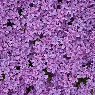 lilac background