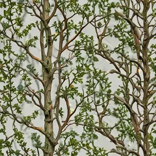 png branches