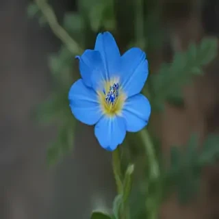 blue flower