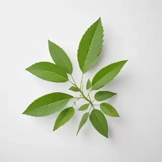 green on white background