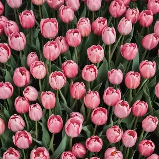 tulips wallpaper aesthetic