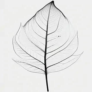 black and white clipart leaf