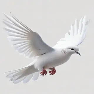 dove png