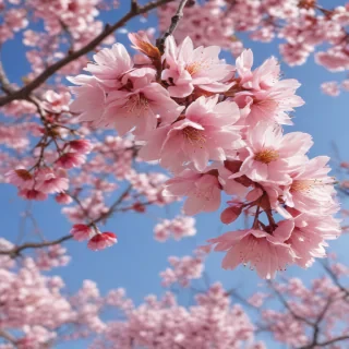 sakura flower
