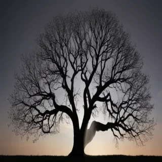 transparent tree silhouette