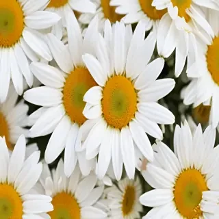 daisy wallpaper for desktop