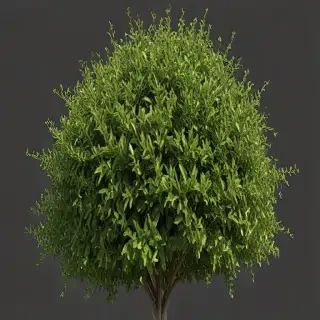 shrub png