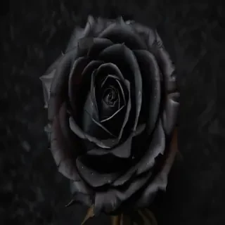 black rose photo