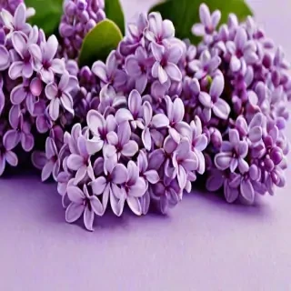 lilac wallpaper iphone