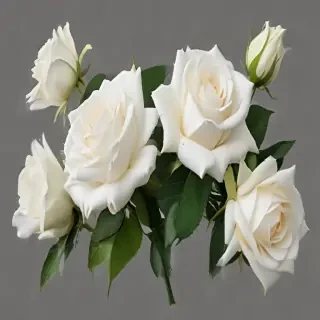 white roses png
