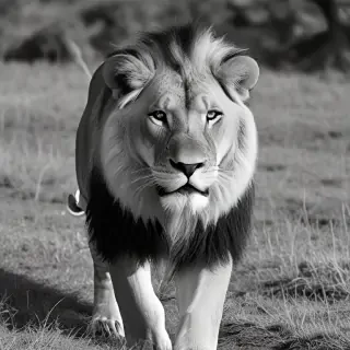 lion black and white pictures
