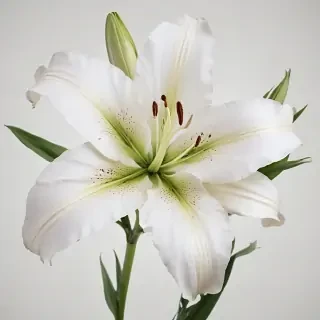 lily flower png