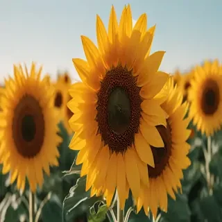 aesthetic sunflower wallpaper