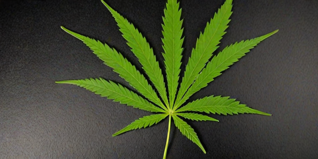 marijuana leaf