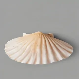 seashell png