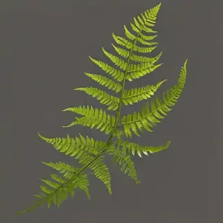 transparent fern png