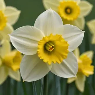 daffodil flower