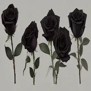 black roses png