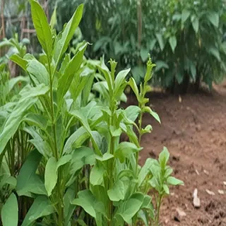 tobacco plant
