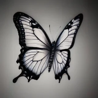 butterfly outline