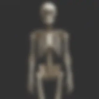 skeleton transparent background
