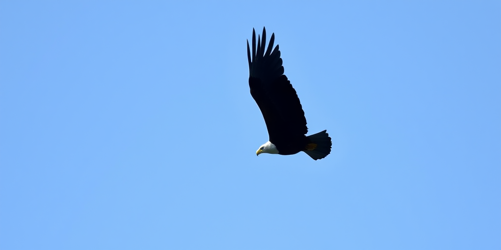 high-resolution image of a minimalist black silhouette of an eagle in flight, captured with a DSLR camera at f/4 aperture, ISO 100, 1/500 sec shutter speed, using a telephoto lens from a low angle to emphasize the wingspan against a clear blue sky background