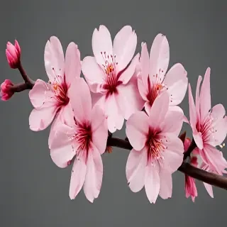 blossom png