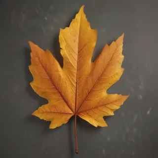 fall leaf png