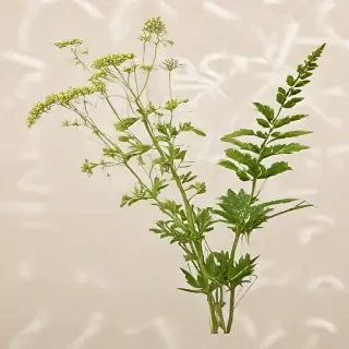 weeds png