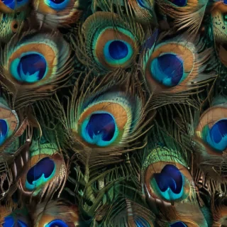 peacock feather images