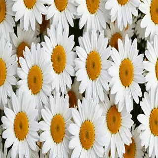 daisy wallpaper for desktop