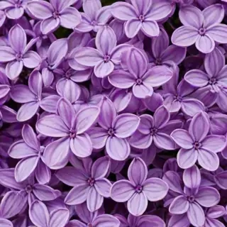 lilac wallpaper iphone